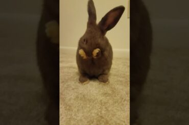 Cute Baby Bunny Grooming himself