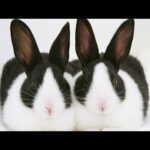 Funny and Cute Baby Bunny Rabbit Videos - Baby Animal Video Compilation / (#6) Cute Animal Child