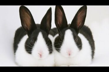 Funny and Cute Baby Bunny Rabbit Videos - Baby Animal Video Compilation / (#6) Cute Animal Child