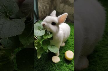 Cute Rabbit BABY Playing with Apple