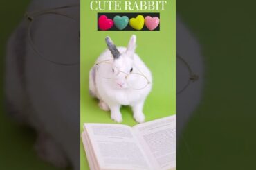 Cute rabbit