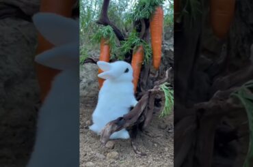 Cute Rabbit #shorts #video #rabbit#short#cute #short