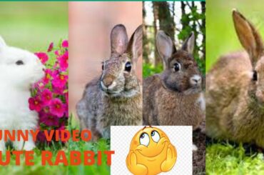Funny and Cute Baby Bunny Rabbit Videos - Baby Animal Video Compilation (2022)