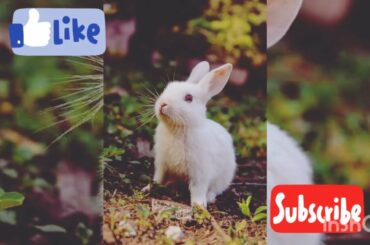 cute rabbit compilation #rabbitrace #cutebunny #viralvideo #1notrending