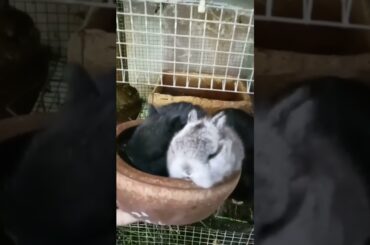 baby cute rabbit #shortsvideo #babyrabbit