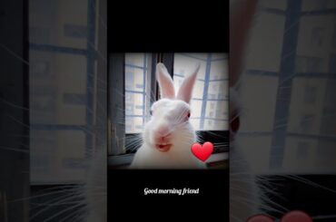Guplu is talking yawn || Rabbit fun Corner || Cute rabbit guplu @rabbitfuncorner