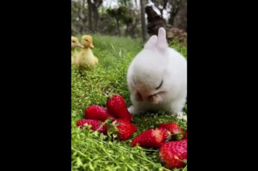 The cute rabbit are eating strawberries #shorts