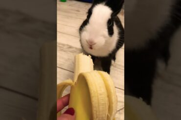 Cute Rabbit Eating A Banana With Sounds