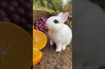 #cute #rabbit