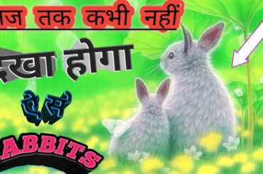 Funny and cute baby bunny rabbit videos | baby animals video compilation [ 2022 ]