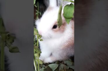 cute bunny #kelinci #kelincilucu #hewanpeliharaan
