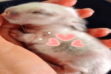 Cute bunny sleeping Short Video