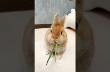 Cute Baby Rabbit #short #shorts #viral ##viralvideo #rabbit #bunny #animal #animals #pet #pets