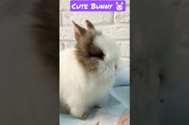 Cute Rabbit Eating | Bunny | Animals | Rabbits | Baby Rabbits | Cute | Funny Bunny | Carrots Bunny