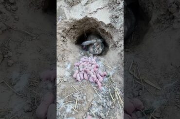 Cute Rabbit  #shorts #video #rabbit#shortvideo #cute #short