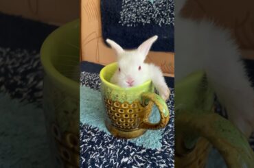 Can you pet a cute baby bunny?#rabbit#bunny#2022#beautifulbunny