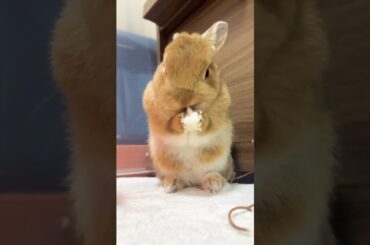 cute rabbit #rabbit #shorts