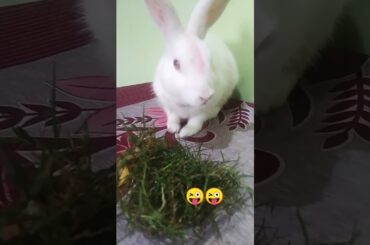 cute bunny cute rabbit  #viral #khargosh