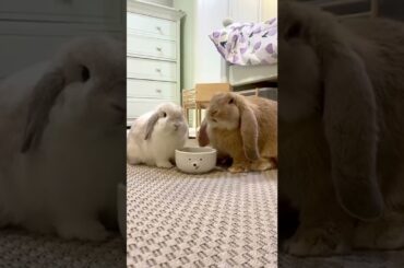 Cute Bunny #shorts #youtubeshorts #viralvideo #viralshorts