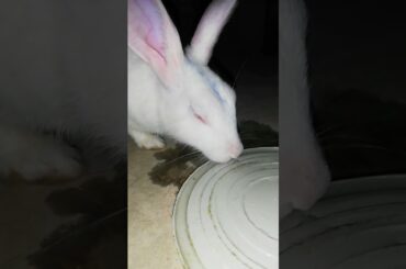 Drink water#cute bunny # shorts#