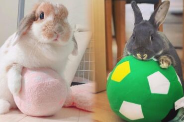 Funny and Cute Baby Bunny Rabbit Videos - Baby Animal Video Compilation (2022)