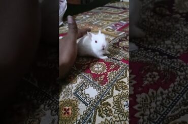 cute baby rabbit