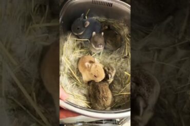Cute rabbit baby #short