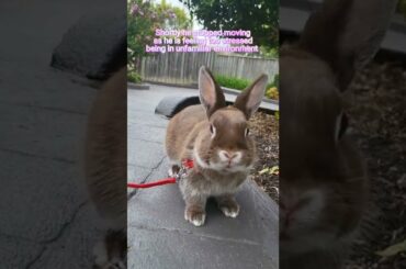 Taking My Rabbit Out for a Walk - So Cute #bunny #pets