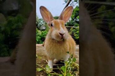 Cute Bunny Eating Grass (video 83)