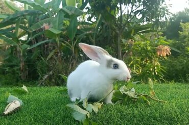 Why I charge 10K a day for cute baby rabbit videos