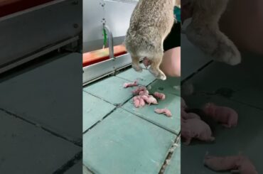 Cute Rabbit  #shorts #video #rabbit