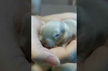 Cute Pet Rabbit -  Newborn Baby Bunny Rabbits #shorts