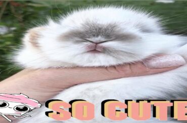 Cute Baby Bunny Rabbit Short Videos