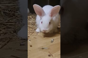 Cute Baby Rabbits #rabbit