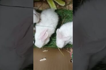 cute rabbit #short
