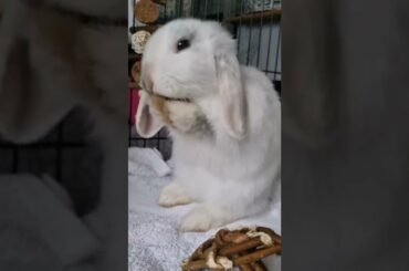 Cute Baby Bunny Washing Her Face #shorts