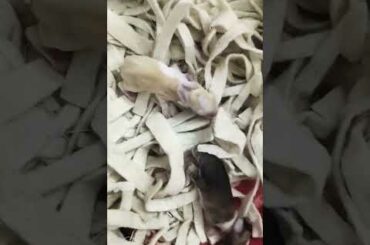 Cute New Born Rabbits #short #shorts #rabbit #bunny #viral #animal #viralvideo #animals #pet #pets