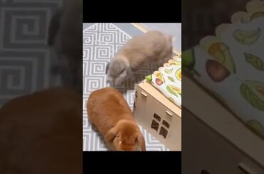 Spring has begun for the rabbit! #shorts