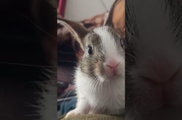 Cute bunny #rabbit #shorts #bunny