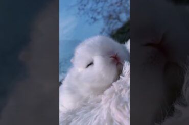 how cute bunny sleep #sleep #rabbitsofinstagram #bunny