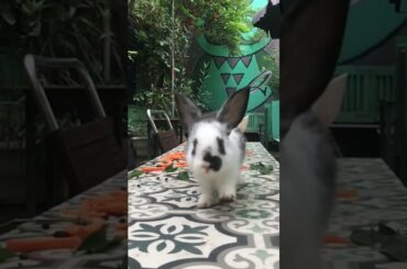 Giving enough love, rabbits will run to you! #cuteanimals #cutebunny #rabbit #funnyvideos #cute