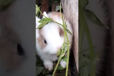 cute bunny #kelinci #hewanpeliharaan #kelincilucu  @rumah kelinci