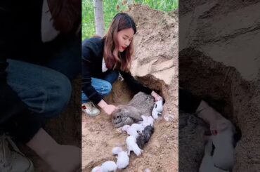 Cute Rabbit  #shorts #video #viral#short #rabbit