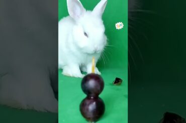 cute bunny rabbit eating grapes asmr mukbang food #asmr #rabbit #shorts