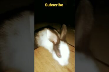 rabbit love story 2022 /cute rabbit baby/ animal lover @star 2max #shorts