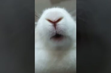 cute bunny #rabbit  #viralvideo  #shorts