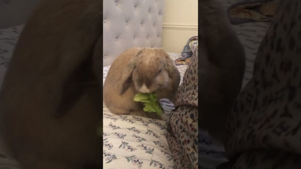 Cute rabbit is a thief again