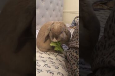 Cute rabbit is a thief again