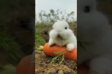 Cute Bunny Being Himself