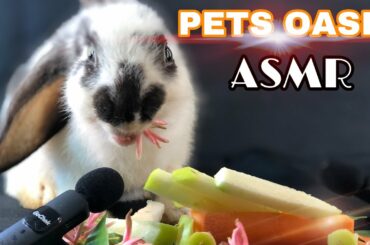 Morning routine,Cute rabbit eats a whole car of food|ASMR rabbit Mukbang eating food car Vlog 76